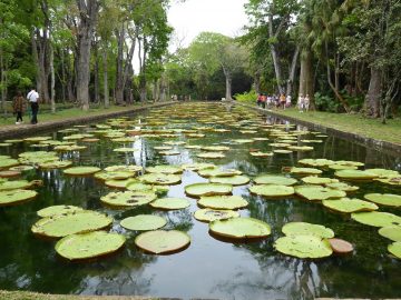 Your travel partner in Mauritius